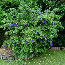Image result for Thunbergia erecta