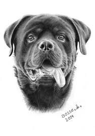 Pin On Rottweilers