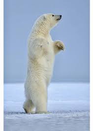 Polar Bear Standing Upright Great Posture Polar Bear Baby Polar Bears Bear Photos