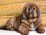 Lion Tibetan Mastiff
