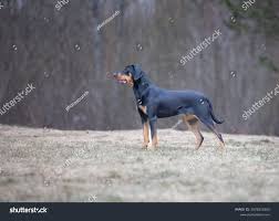 Elf-san wa yasararenai