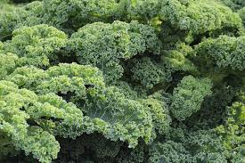 kale companion planting chart companion planting chart