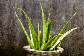 Maybe you would like to learn more about one of these? House Plant Tubers Houseplant Aloe Vera Plant With Green Leaves In Direct Sunlight Against Grungy Isolated Background Design Element Copy Space Room For Text Indivstock