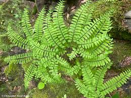 Image result for Adiantum incisum