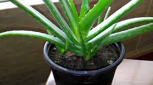 Yapraklarına değen su hava ile temasından dolayı hızlıca kuruduğunda mantar hastalıklarına sebep olabilir. Aloe Vera Nasil Yetistirilir Faydalari Neler Aloe Vera Rehberi
