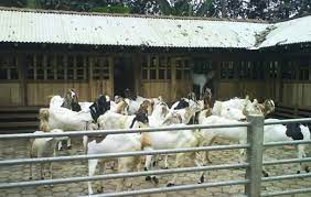 Kandang lebih bersih dan kering karena kotoran dan air kencing langsung jatuh kebawah. Perkawinan Reproduksi Kambing Domba Madani Farm Jogja