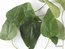 Image result for Cissampelos torulosa