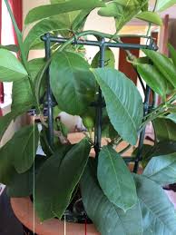 Check spelling or type a new query. Lemon Has Baby Lemons Turning Yellow And Falling Off Helpfulgardener Com