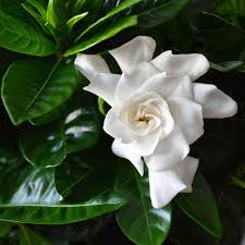 Image result for Gardenia