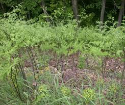 Image result for Pteridium aquilinum