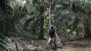 However, he did not speak about foreign workers who did not contribute to socso. Malaysia To Lift Limit On Hiring Of Foreign Labor Arab News