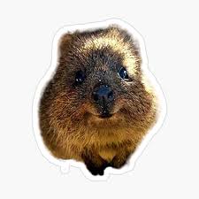 Get My Art Printed On Awesome Products Support Me At Redbubble Rbandme Https Www Redbubble Com I Sticker Quokka By Benazcomp Quokka Quokka Animal Stickers
