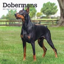 Natürlich, weitere annahme gibt, aber trotzdem durch fitnesstraining kann man denkt das aussehen und der lage sind. Dobermann Kalender 2021 Kaufen Mit Bildern Von Dem Dobermann Browntrout