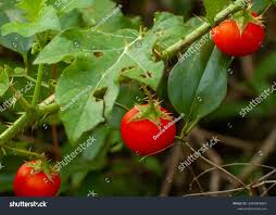 Image result for Solanum capsicoides