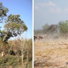 We provide professional wildlife control for both residential and commercial customers throughout. Pdf Elephants Termites And Mound Thermoregulation In A Progressively Warmer World