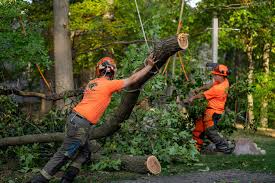 Tree removal service New York