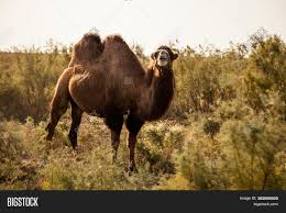 Researchers have been able to identify more than 175 drawings since then. Bactrian Camel Double Image Photo Free Trial Bigstock