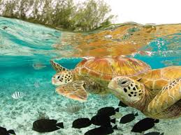 Green Sea Turtle