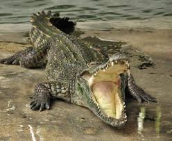 Whales, dolphins, seals and other marine mammals can generate their own heat and maintain a stable body temperature despite fluctuating environmental conditions. Examples Of Cold Blooded Animals Animal Sake