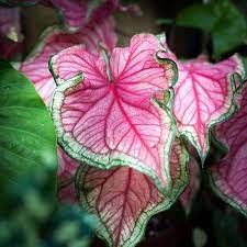 Maybe you would like to learn more about one of these? Caladium Florida Sweet Heart Shopee Malaysia