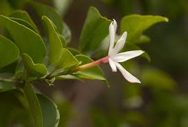 Image result for Jasminum multipartitum