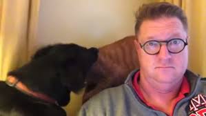 Видео драки кота и собаки и их невозмутимого хозяина набрало 7 млн  просмотров — Курьезы