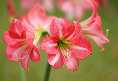 アマリリスの花言葉は？色ごとにも花言葉がある？ | FLOWER ... の画像