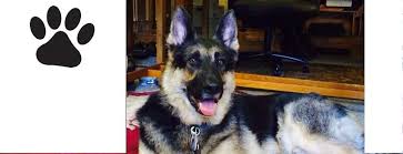 Adopt adopt a new best friend for life. German Shepherd Dog Rescue Of North Texas Inc Home Facebook