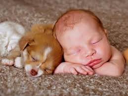 Babys Kuscheln Mit Tierbabys Tierbabys Kinder Tiere Susse Baby Tiere