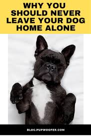 Bouledogue or bouledogue français) is a breed of domestic dog, bred to be companion dogs. 210 French Bulldog Accessories For Humans Ideas Cute French Bulldog Frenchie Mom Frenchie
