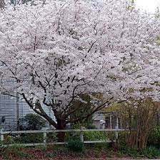 I would like to grow a fuyu persimmon tree in my zone 6 yard, am i crazy? 7 Inexpensive Ornamental Trees Lawn Landscape
