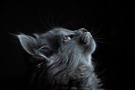 This a little series i have decided to make. 30 Bewitching Black Cat Quotes Sayings Excited Cats