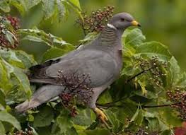 Birds Of The Same Feather Flock Together In Tagalog Band Tailed Pigeon A Sociable Bird With A Mellow Coo It Forms Large Flocks In Mountain Forests Where It Feeds On Seed Band Tailed Pigeon Green Pigeon Pigeon