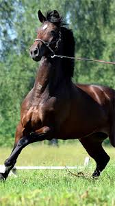 Horse Para Android Baixar Gratis O Papel De Parede Animado Cavalo De Android Papel de parede para celular | papel de parede para pc grátis. papel de parede animado cavalo