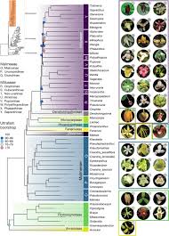 Image result for Dielsiothamnus divaricatus