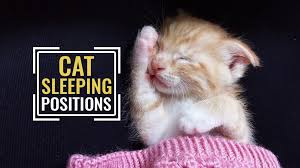 How do cats sleep in these weird positions? 8 Common Cat Sleeping Positions And What They Tell Us Petmoo