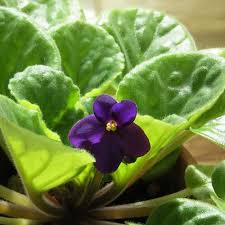 Check spelling or type a new query. Kid Friendly Classroom Plants My Teaching Cupboard