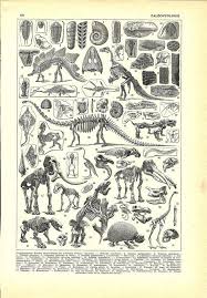 Vintage Dinosaur Paleontology Poster French By Foliedujour Dinosaur Posters Paleontology Antique Prints