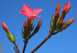 Image result for Kalanchoe glaucescens