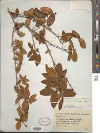 Image result for Strychnos henningsii