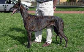On sunday 16th may, ian fortune hosted the virtual ceremony for the national greyhound racing awards. Greyhound