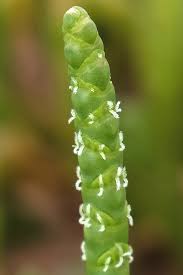 Image result for Sarcocornia natalensis