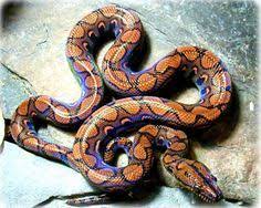 Click here and leave your contact info if you would like to be notified when more snakes are available. 140 Rainbow Boas Ideas Brazilian Rainbow Boa Snake Reptiles