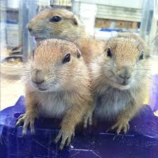 Maybe you would like to learn more about one of these? Ack S Exotic Pets 8097 Route 11