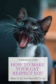 How to tell if your cat is a maine coon. How To Make Your Cat Respect You Purr Craze