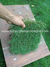 Sebuah taman pasti akan dilengkapi dengan berbagai jenis tanaman yang indah, penghias dan juga kehadiran rumput. Jual Rumput Golf Swiss Jepang Di Bandung Tukang Taman