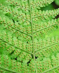 Image result for Dryopteris