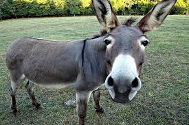 Image result for ass