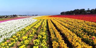 I've always had an obsession that the fields are only in bloom from march to may time frame. This Ranunculus Farm In California Is A Flower Wonderland