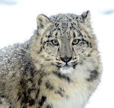 Résultat de recherche d'images pour "snow leopard biting tail"